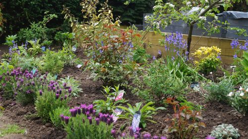 Click Here To Enlarge This Photo Of Creation of Colourful Beds