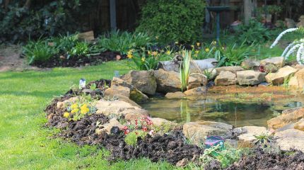 Wildlife Pond