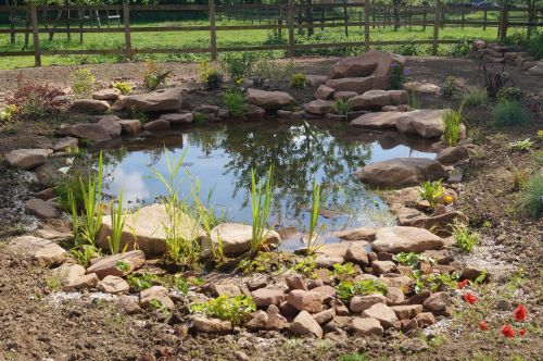 Click Here To Enlarge This Photo Of Large wildlife pond and planting