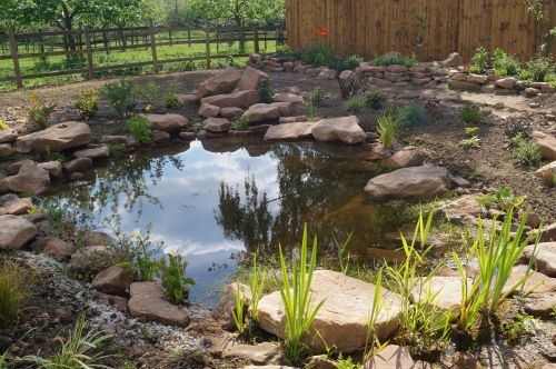 Click Here To Enlarge This Photo Of Large wildlife pond and planting