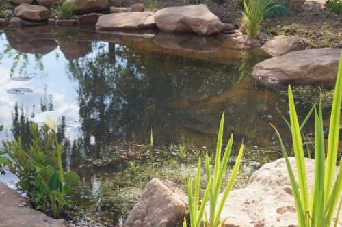 Click Here To Enlarge This Photo Of Large wildlife pond and planting