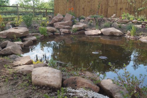 Click Here To Enlarge This Photo Of Large wildlife pond and planting