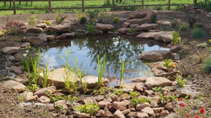 Large wildlife pond and planting