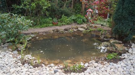 Wildlife pond