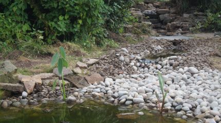 Wildlife pond, large stream and waterfall