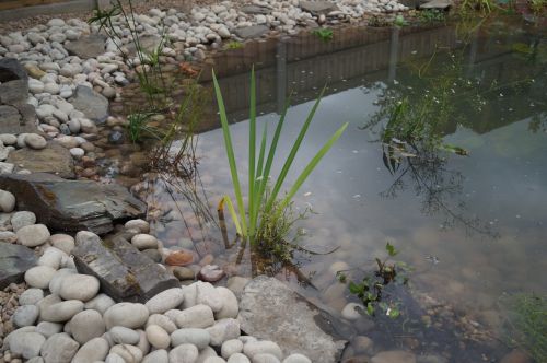 Click Here To Enlarge This Photo Of Wildlife Pond with bog area