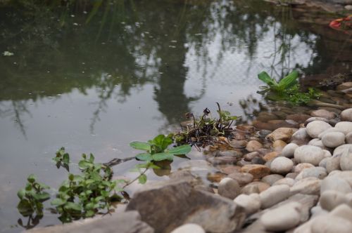 Click Here To Enlarge This Photo Of Wildlife Pond with bog area