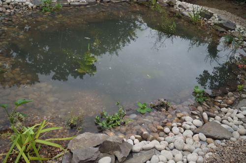 Click Here To Enlarge This Photo Of Wildlife Pond with bog area