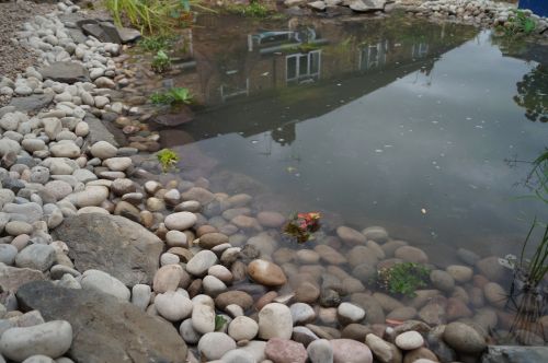 Click Here To Enlarge This Photo Of Wildlife Pond with bog area