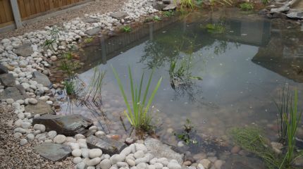 Wildlife Pond with bog area