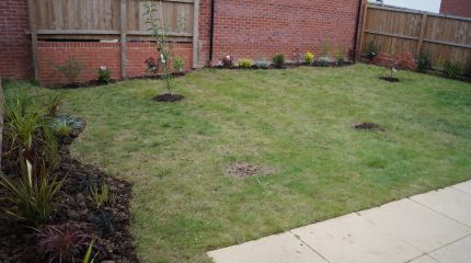 Mixed borders and trees