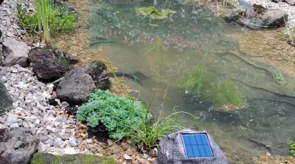 Wildlife pond