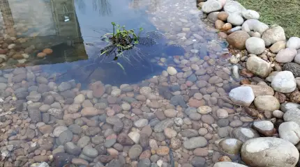 Wildlife pond