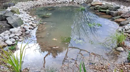Wildlife pond with bog area