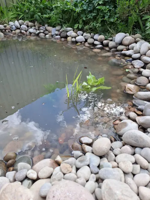 Click Here To Enlarge This Photo Of Mini wildlife pond
