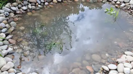 Mini wildlife pond
