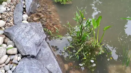 Wildlife pond