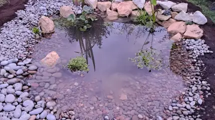 Peaceful wildlife pond