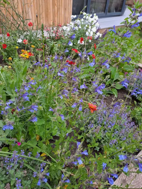 Click Here To Enlarge This Photo Of Planting of raised borders - re-visited
