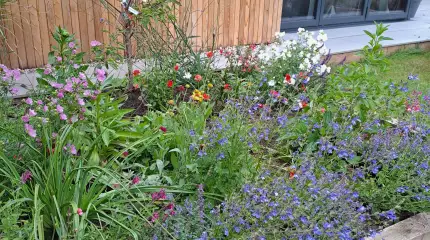 Planting of raised borders - re-visited