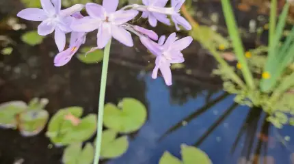 Wildlife pond re-visted