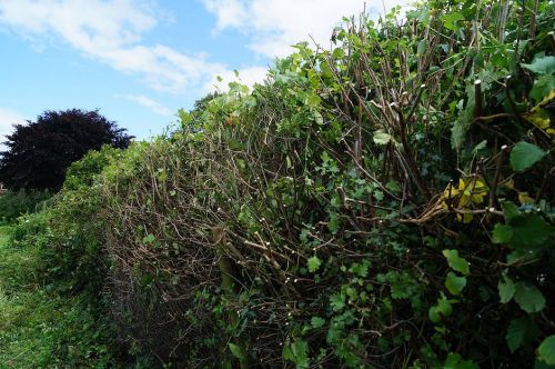 Click Here To Enlarge This Photo Of Mixed Hedging