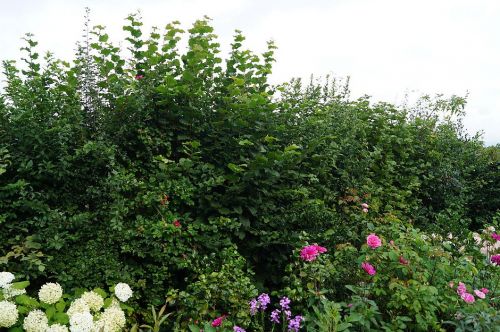 Click Here To Enlarge This Photo Of Mixed Hedging