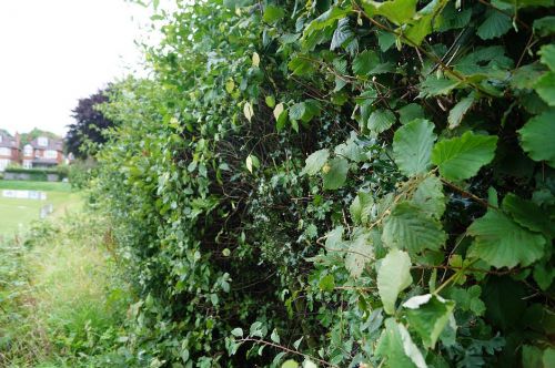 Click Here To Enlarge This Photo Of Mixed Hedging