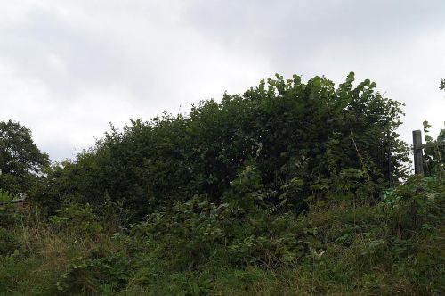 Click Here To Enlarge This Photo Of Mixed Hedging