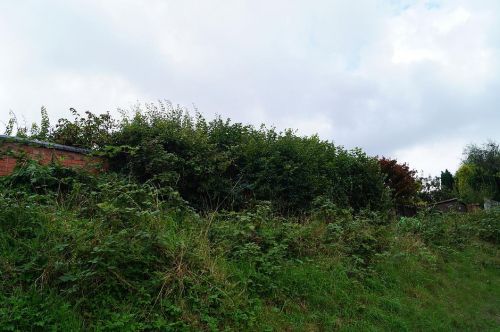 Click Here To Enlarge This Photo Of Mixed Hedging
