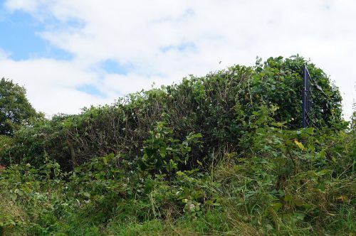 Click Here To Enlarge This Photo Of Mixed Hedging