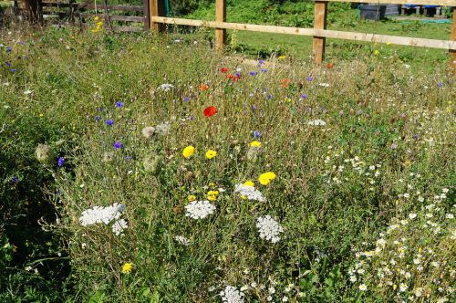 Click Here To Enlarge This Photo Of Wildflower Meadow