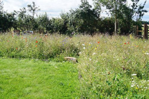 Click Here To Enlarge This Photo Of Wildflower Meadow