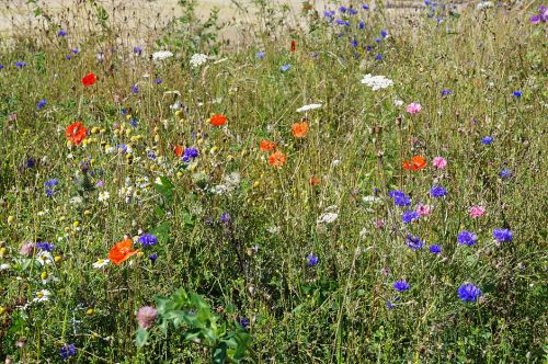 Click Here To Enlarge This Photo Of Wildflower Meadow