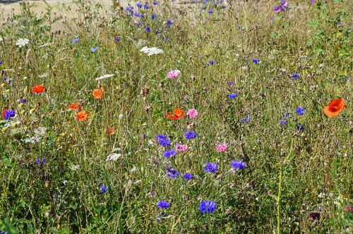 Click Here To Enlarge This Photo Of Wildflower Meadow