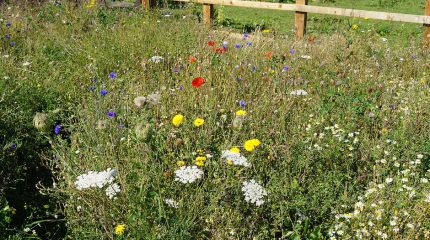 Wildflower Meadow