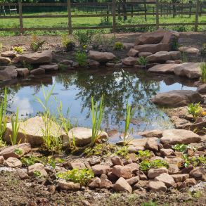 wildlife pond: Click Here To View Larger Image